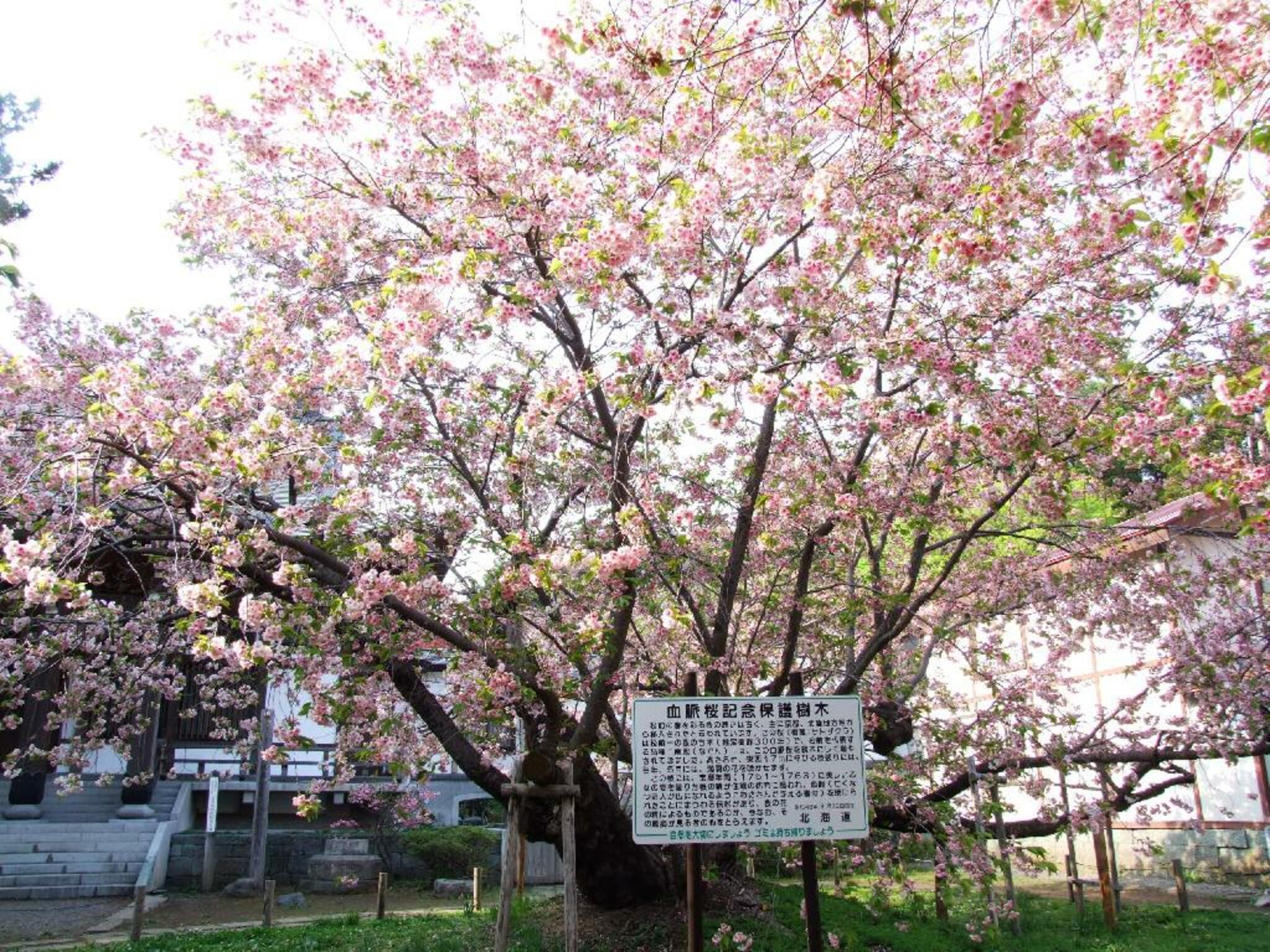 光善寺(血脈桜)の代表写真9