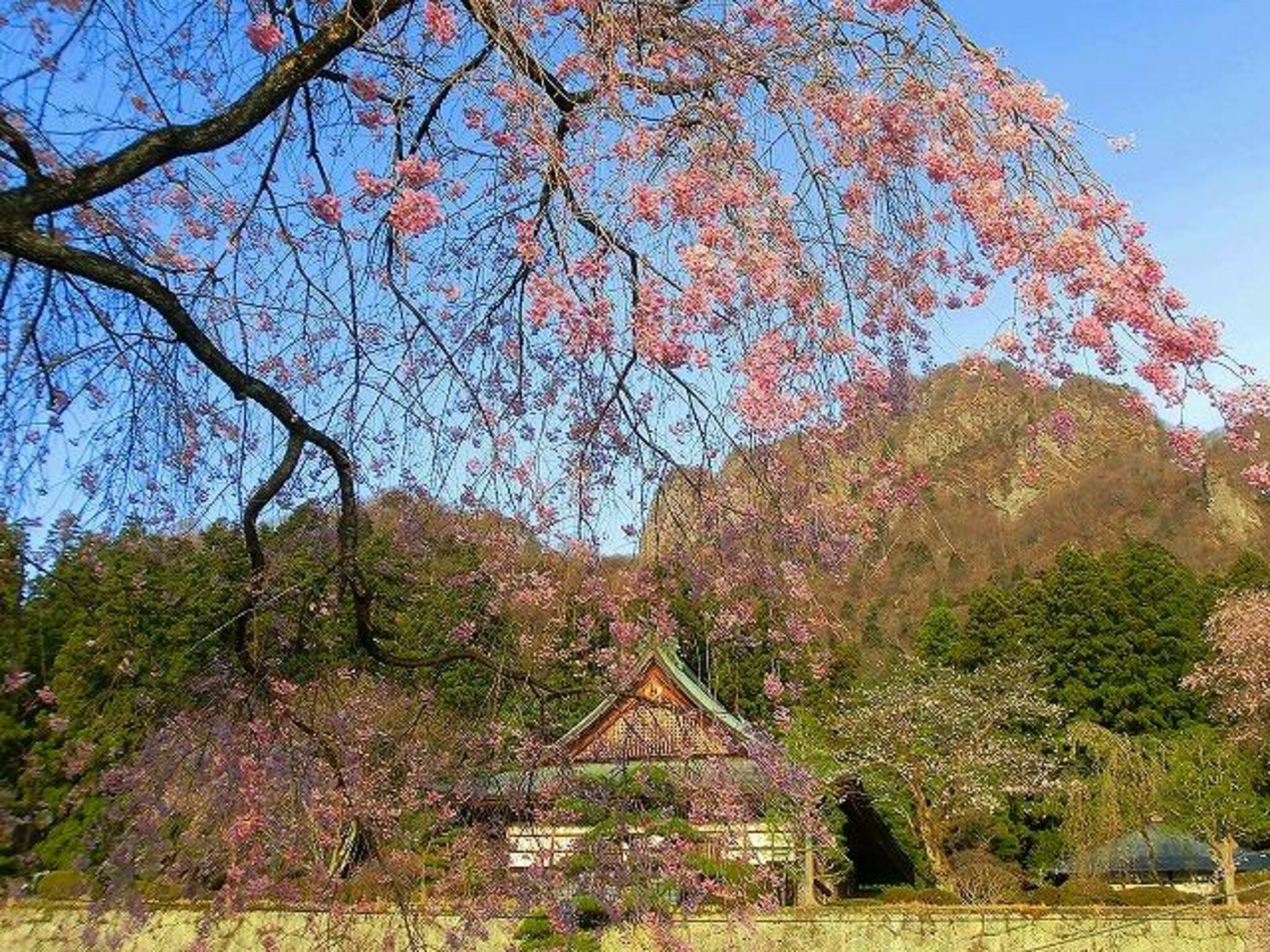 妙義神社しだれ桜の代表写真5