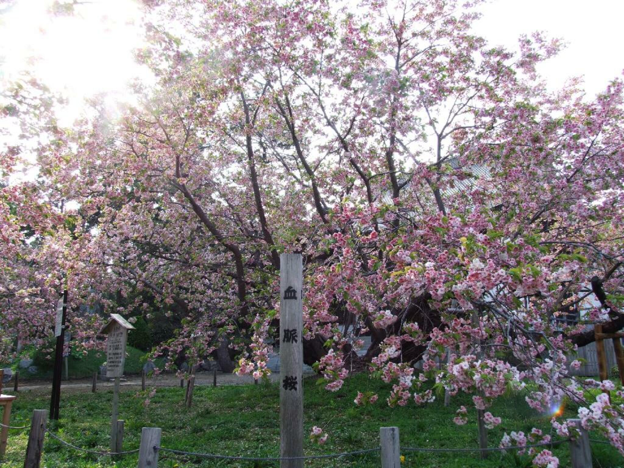 光善寺(血脈桜)の代表写真10