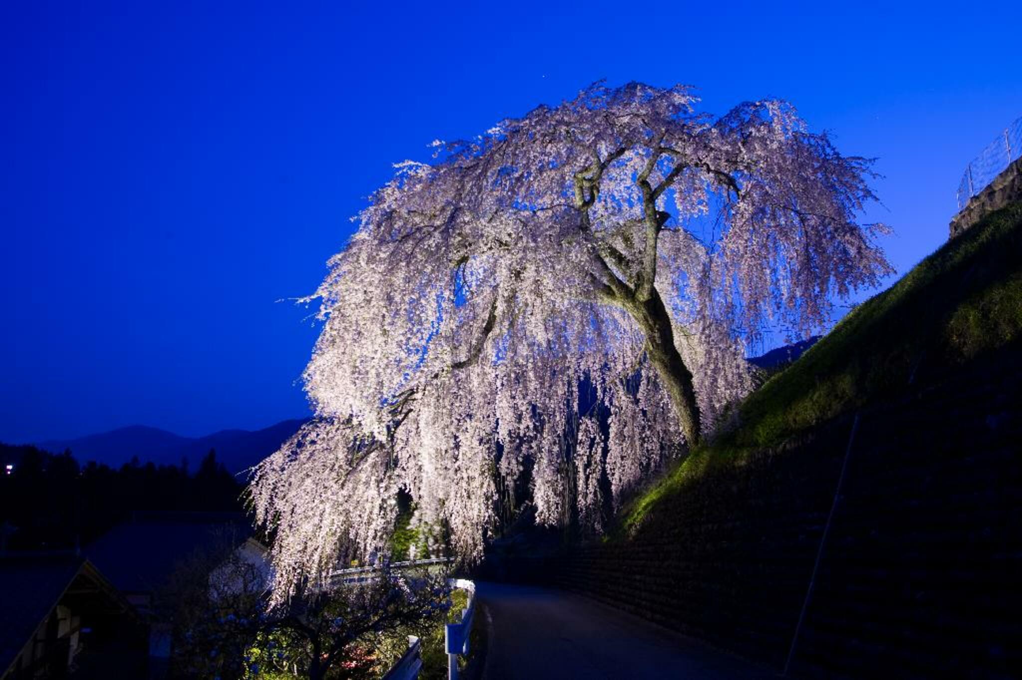 荘川桜の代表写真4