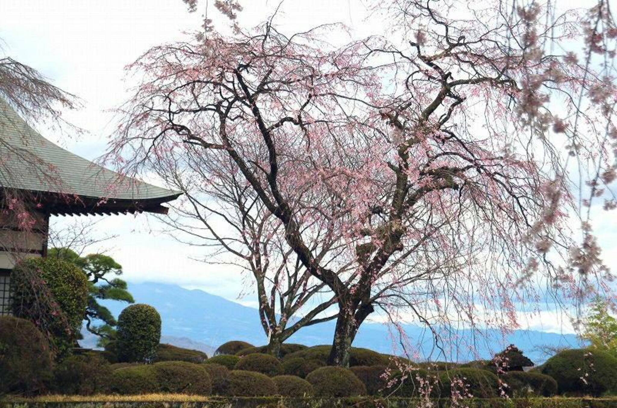 妙義神社しだれ桜の代表写真10