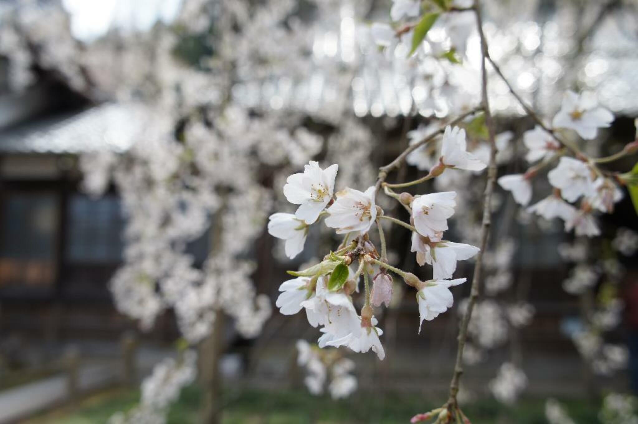 瑞龍寺のしだれ桜の代表写真7