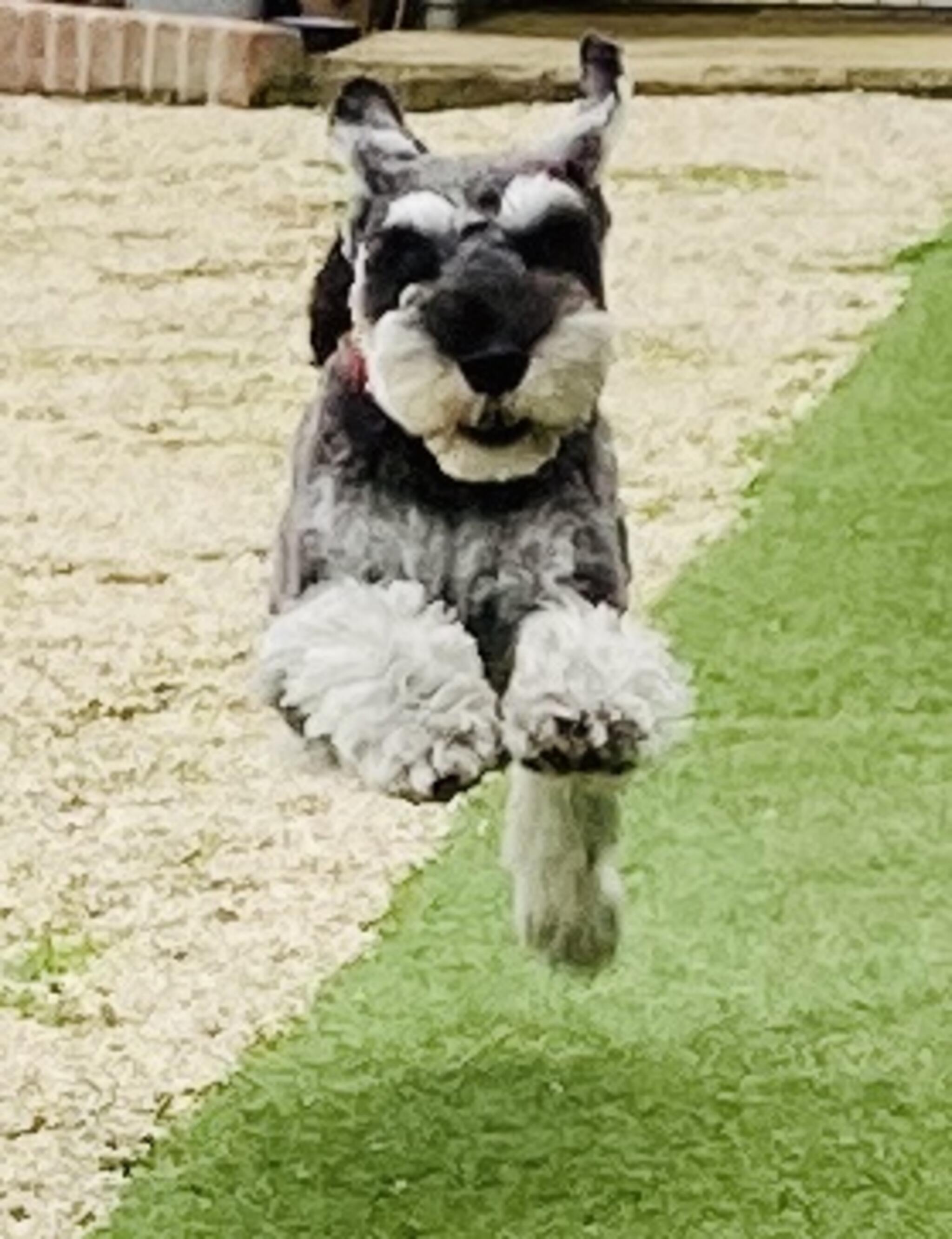 愛玩動物飼養サービスSupportの代表写真9