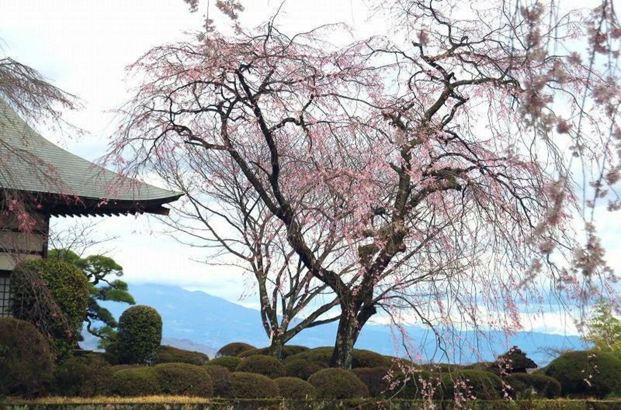 妙義神社しだれ桜の代表写真9