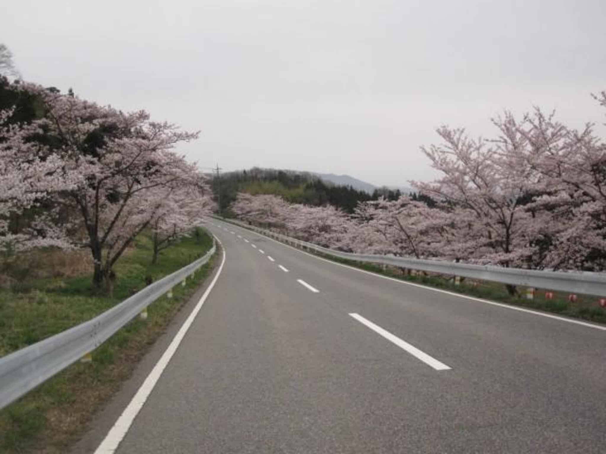 野坂桜並木 - 浜田市弥栄町野坂/観光名所 | Yahoo!マップ