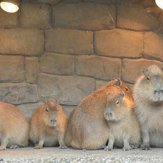 伊豆シャボテン動物公園の写真18