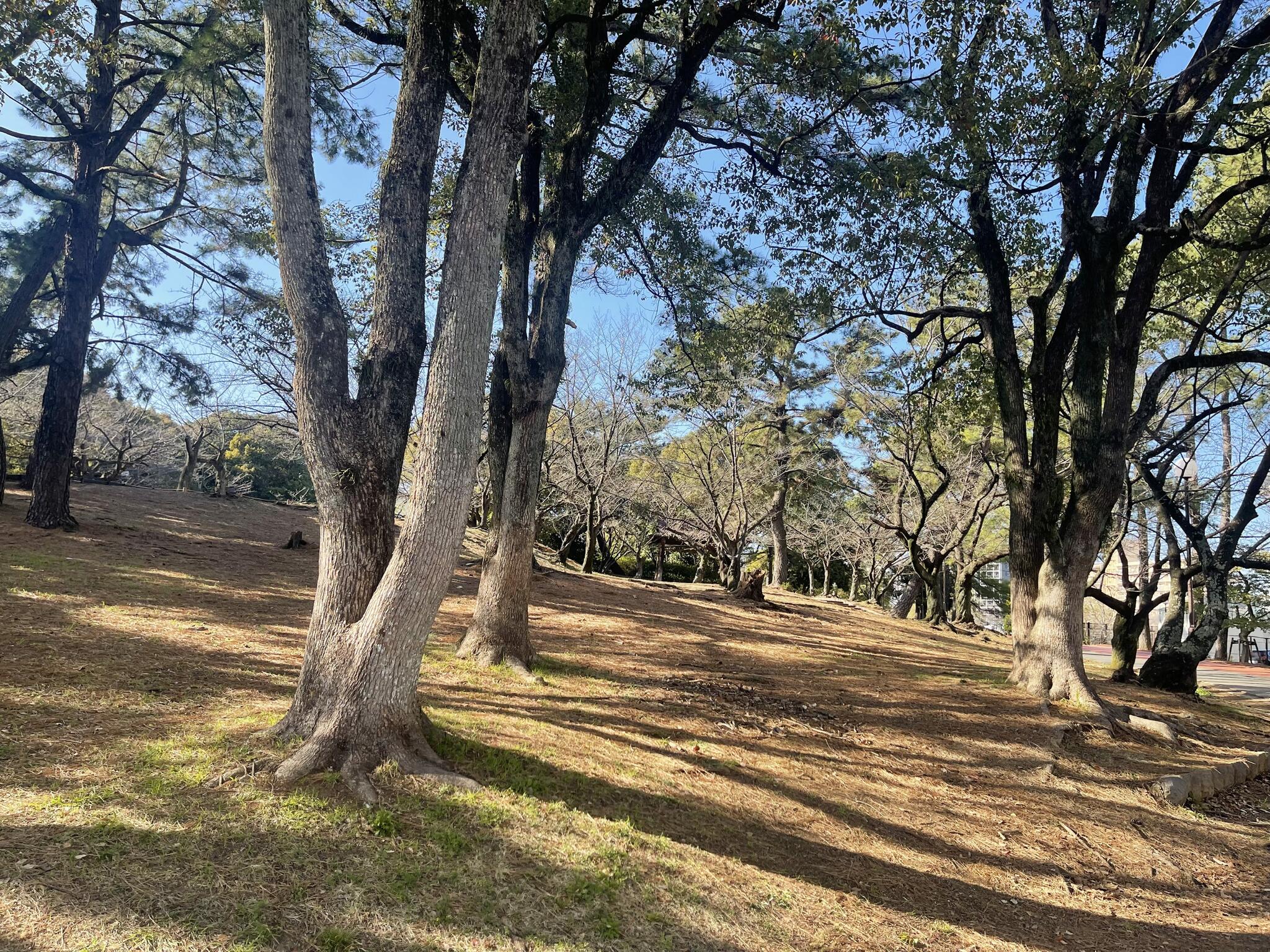 山王公園の代表写真1