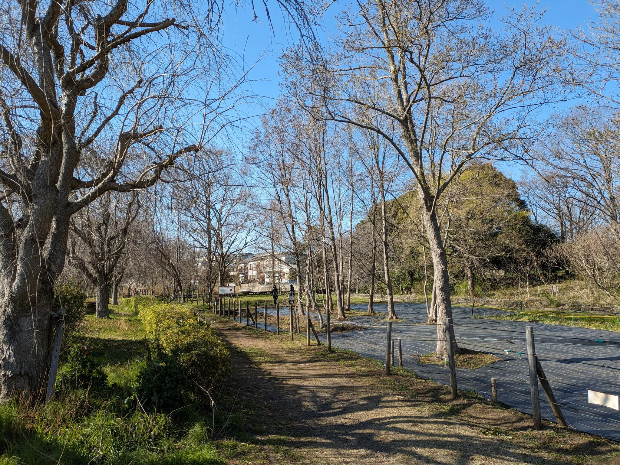 矢川緑地の代表写真3