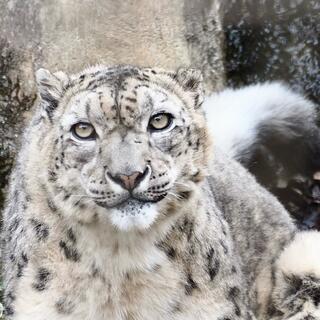 多摩動物公園の写真21