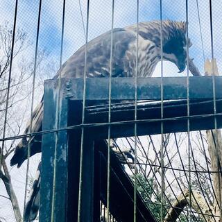 多摩動物公園の写真17