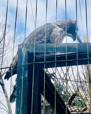 多摩動物公園のクチコミ写真3