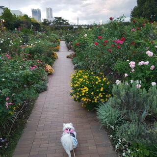 山下公園の写真15