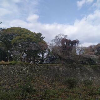 名古屋城の写真30
