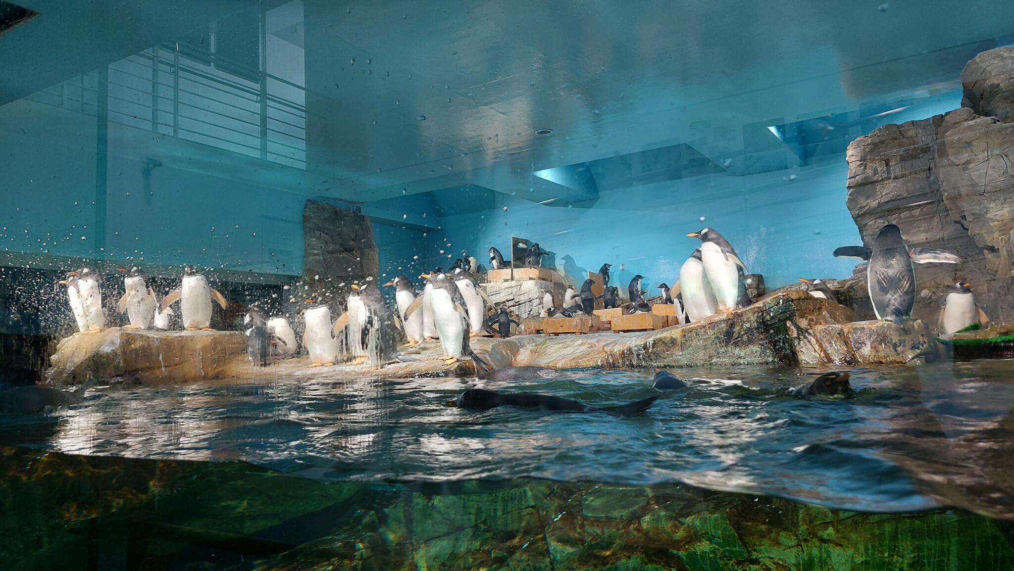男鹿水族館GAOの代表写真3