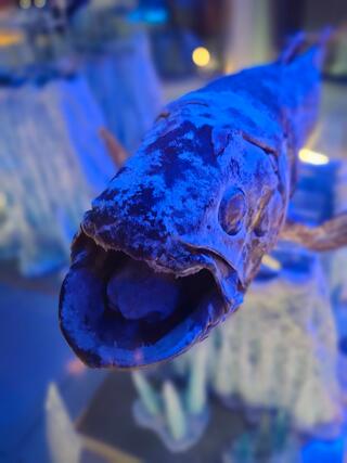 沼津港深海水族館シーラカンス・ミュージアムのクチコミ写真1