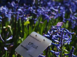 京都府立植物園のクチコミ写真1