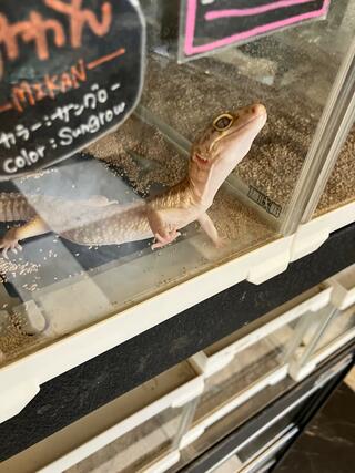 爬虫類カフェ ROCK STARのクチコミ写真1