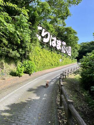 横須賀市 くりはま花の国のクチコミ写真1