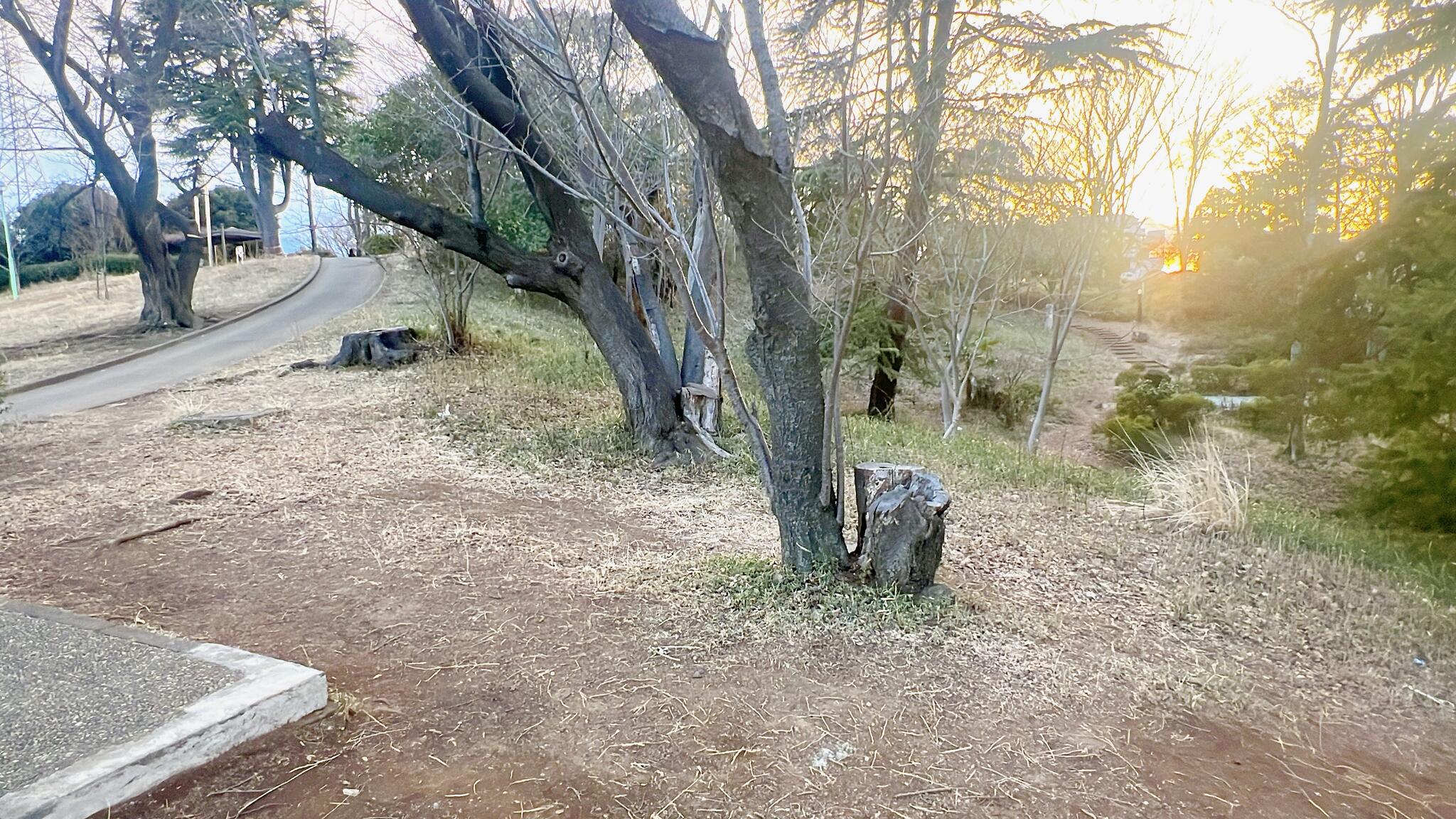 鷺沼公園の代表写真4