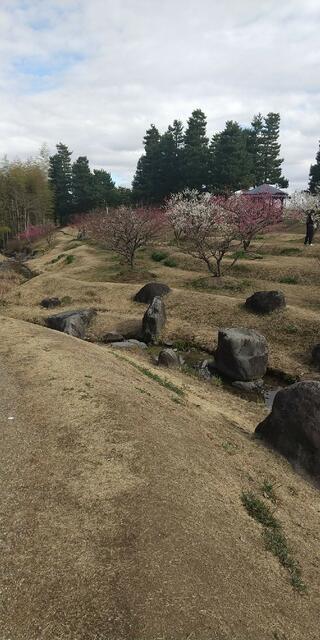 京都府立関西文化学術研究都市記念公園(けいはんな記念公園)のクチコミ写真2