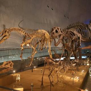 福井県立恐竜博物館の写真13