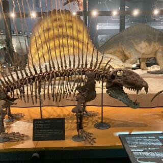 福井県立恐竜博物館の写真24