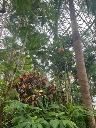 夢の島熱帯植物館のクチコミ写真2