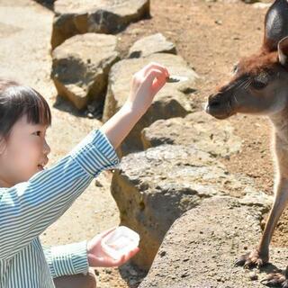 伊豆シャボテン動物公園の写真20