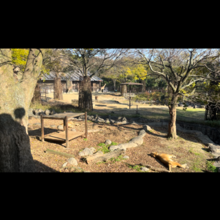 愛媛県立とべ動物園の写真13