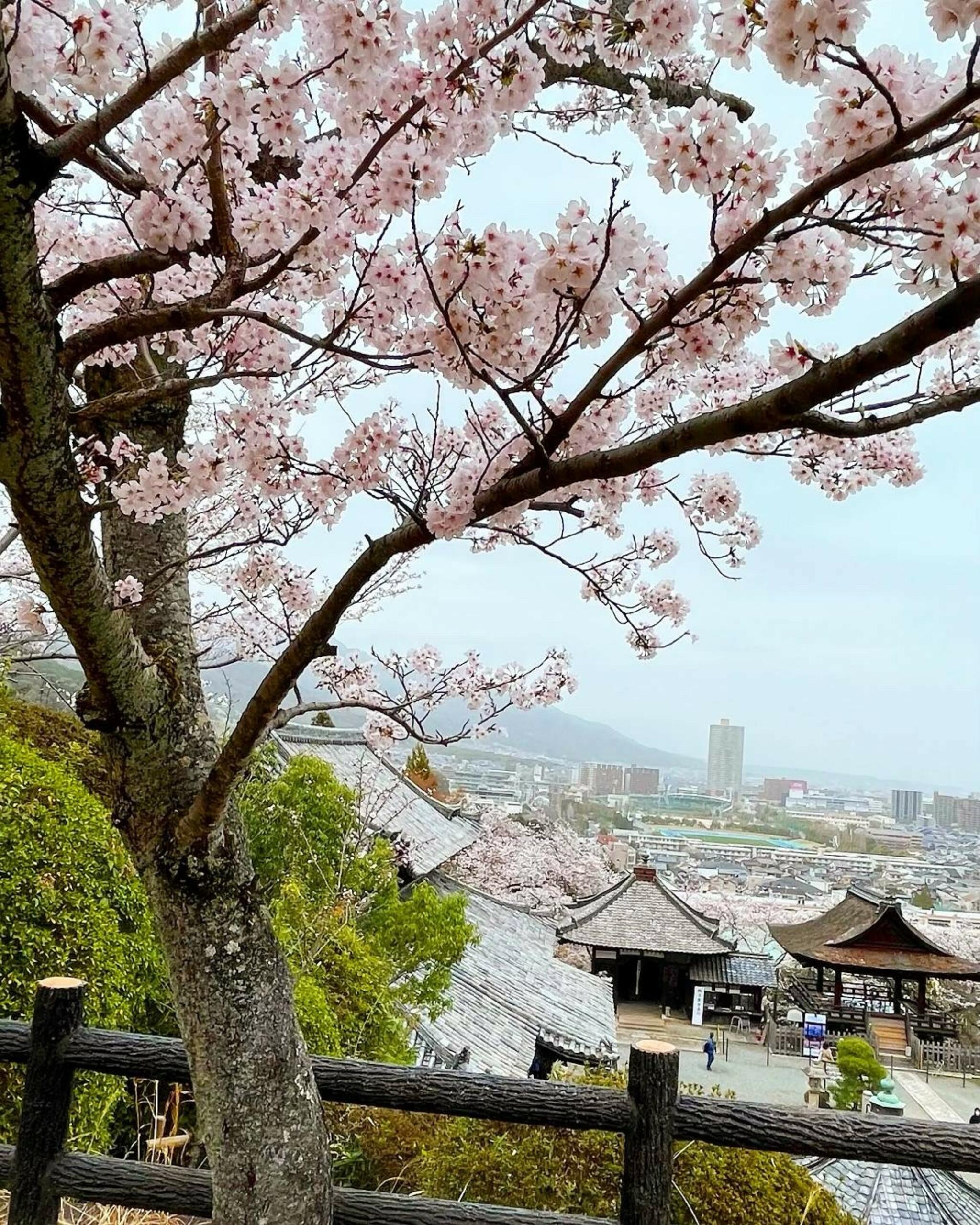 三井寺(園城寺)の代表写真8