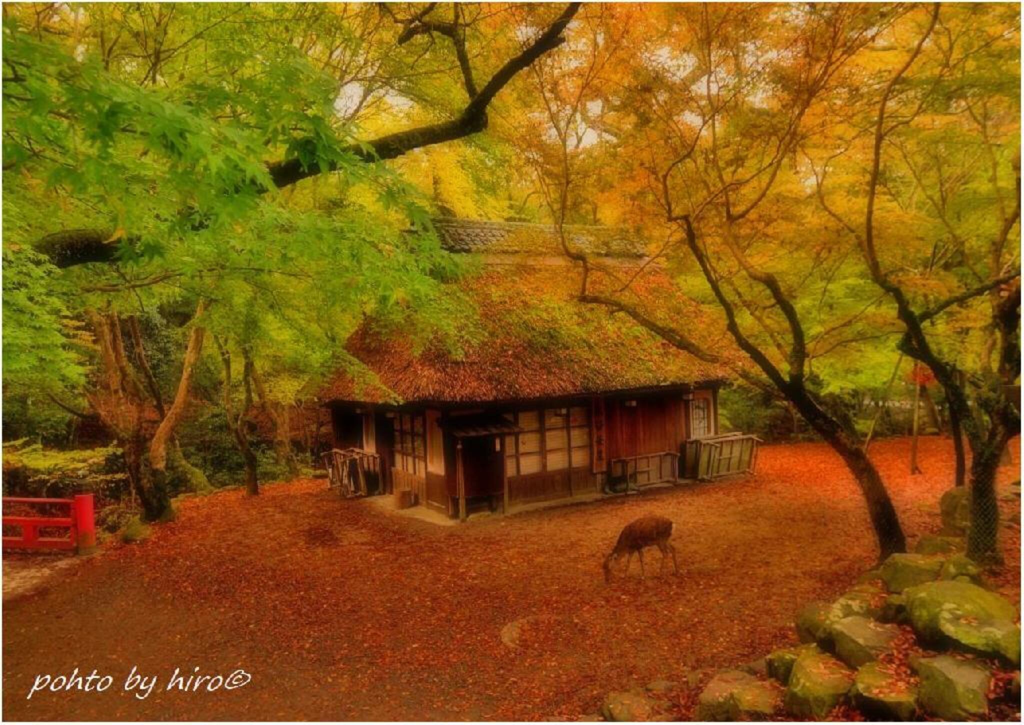 奈良公園の代表写真1