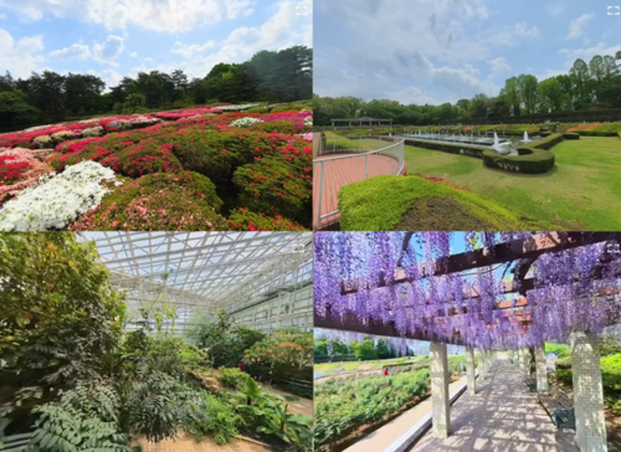神代植物公園からのお知らせ(「バーチャル360」で園内を散策しよう！)に関する写真