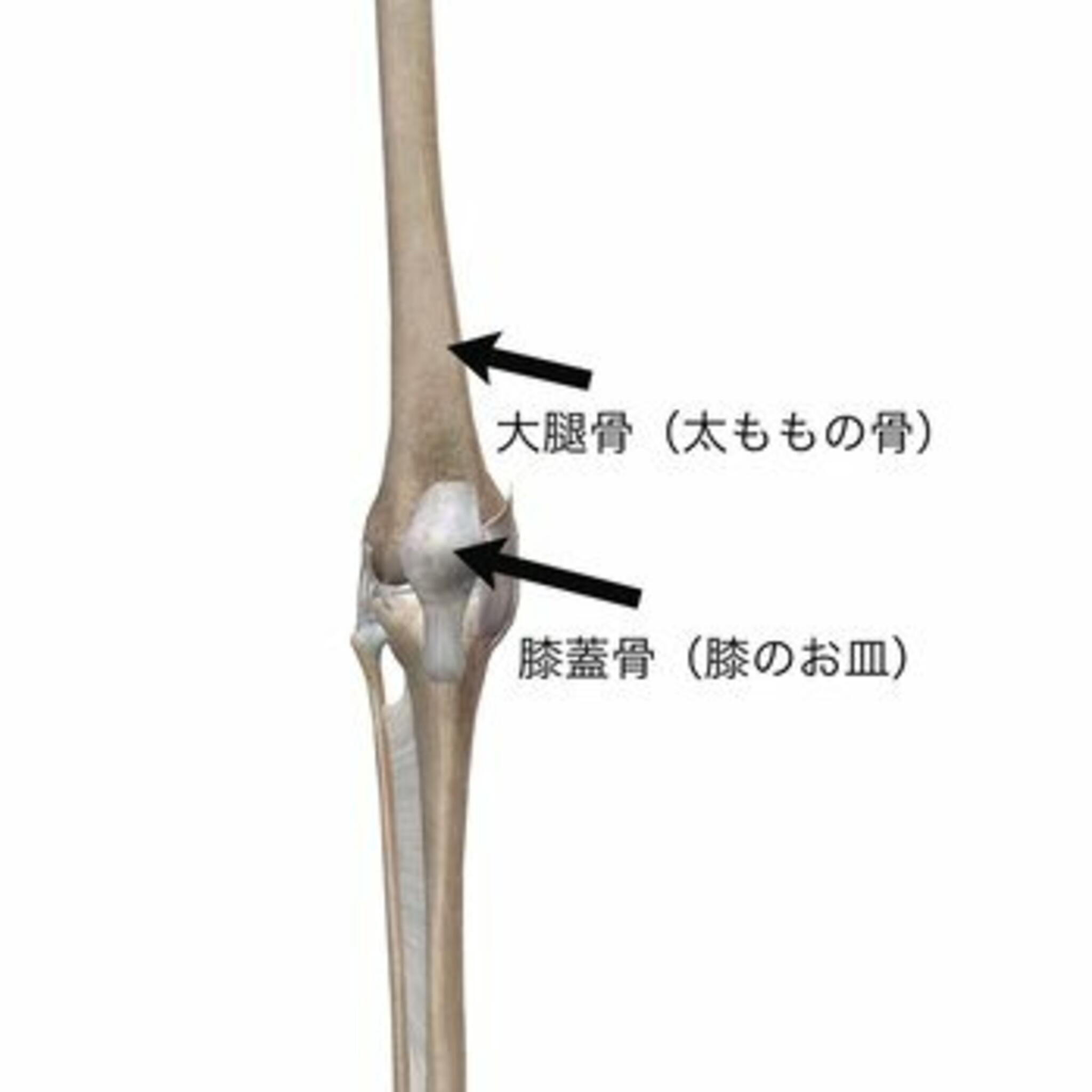 イーライフ鍼灸接骨院からのお知らせ(膝蓋大腿関節障害（しつがいだいたいかんせつ）について　vol1)に関する写真