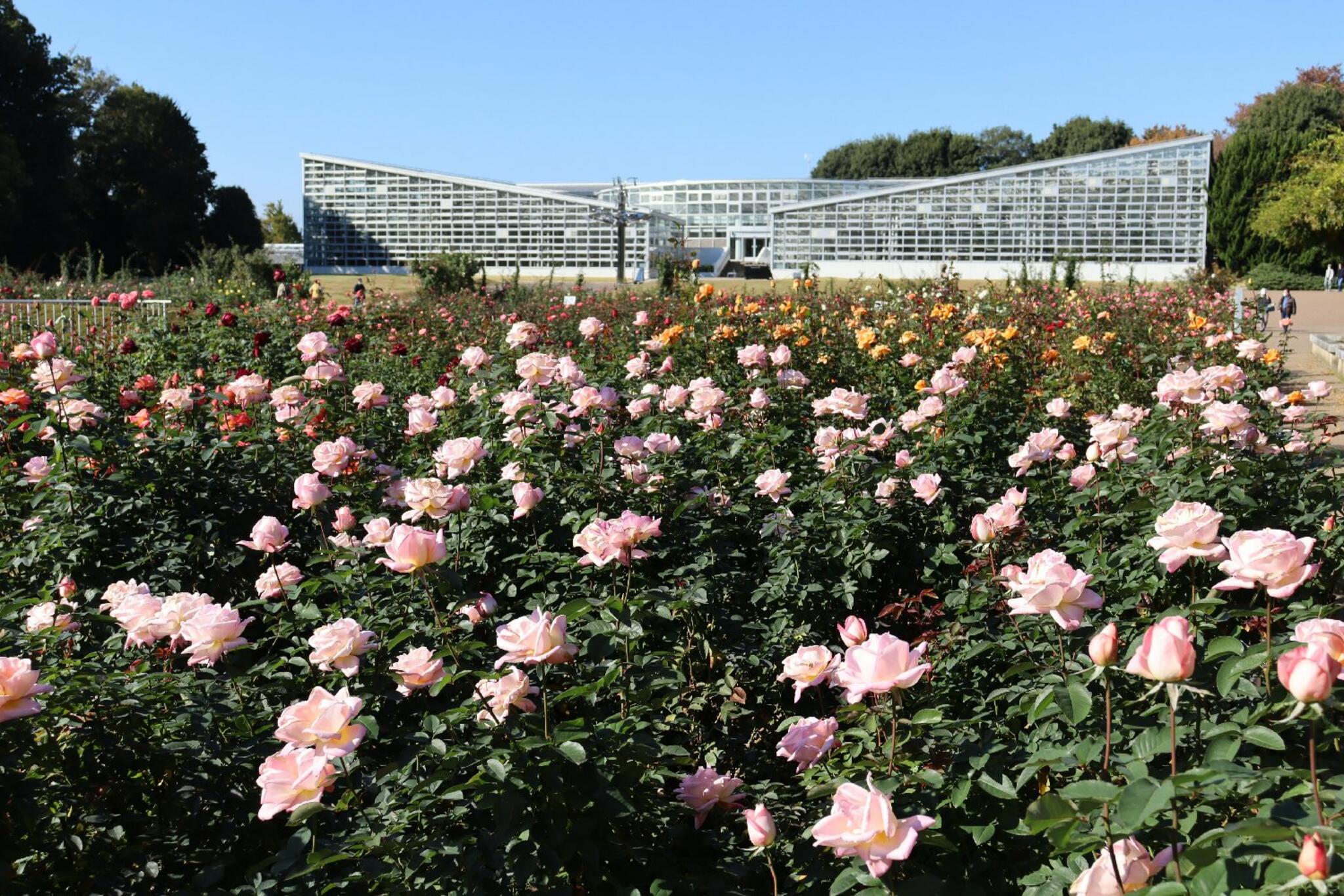 神代植物公園からのお知らせ(「秋のバラフェスタ」を開催します！)に関する写真