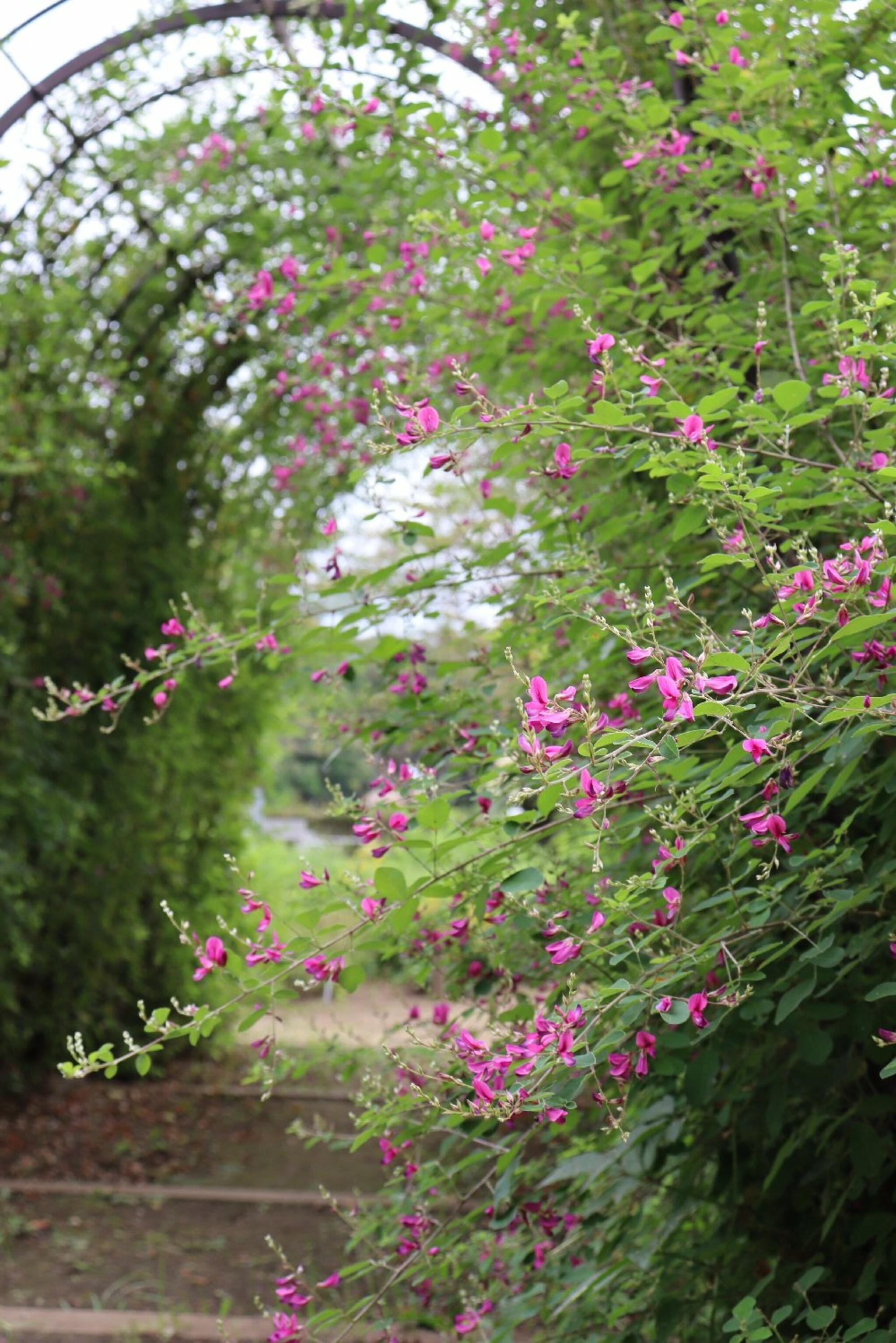 神代植物公園からのお知らせ(【9/15（金）9/-21（木）】60歳以上の方は入園料が無料です)に関する写真