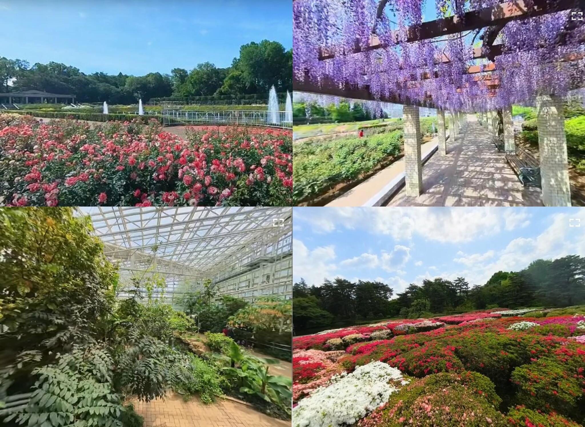 神代植物公園からのお知らせ(「バーチャル360」で園内を散策しよう！)に関する写真