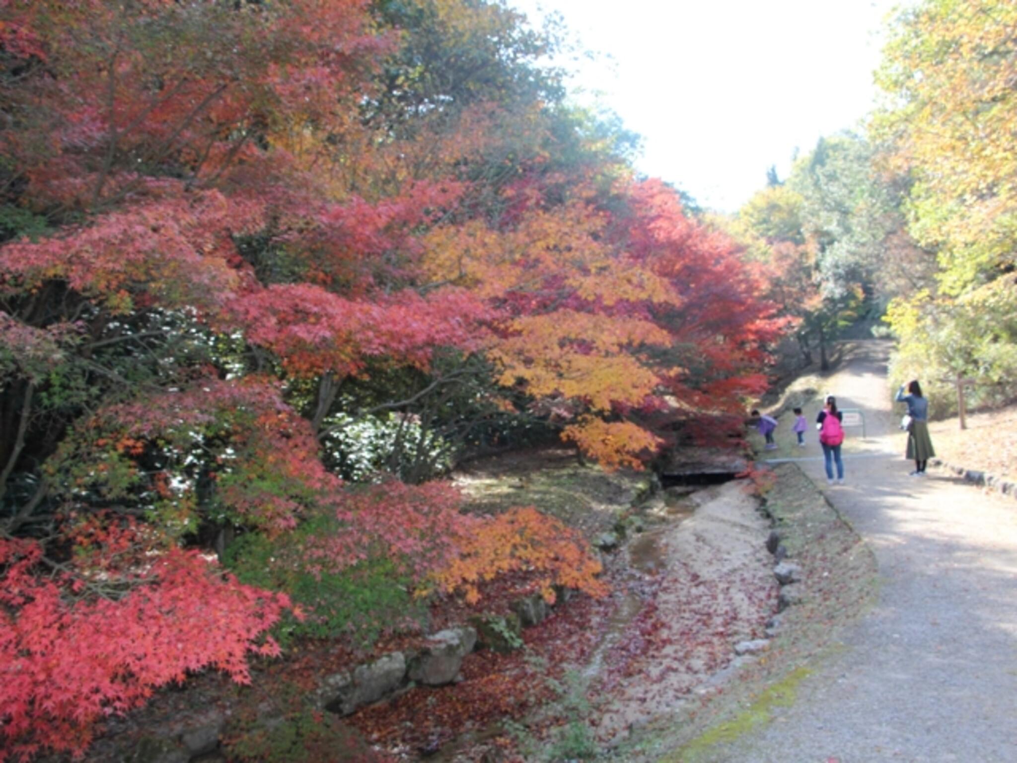 みやま公園の紅葉情報