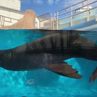 サンシャイン水族館のクチコミ写真9