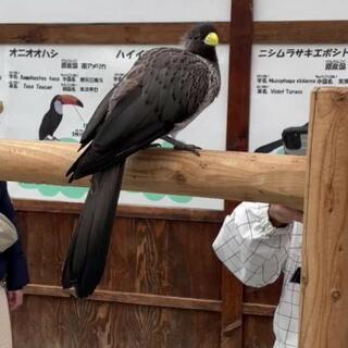 掛川花鳥園のクチコミ写真1
