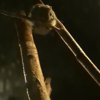 旭山動物園のクチコミ写真3