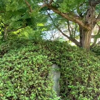 掛川城公園のクチコミ写真1