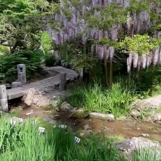 春日大社 萬葉植物園のクチコミ写真1