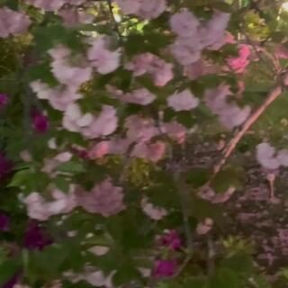 花のまわりみち-八重桜イン広島-のクチコミ写真1