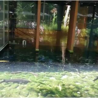 森の中の水族館。山梨県立富士湧水の里水族館のクチコミ写真1