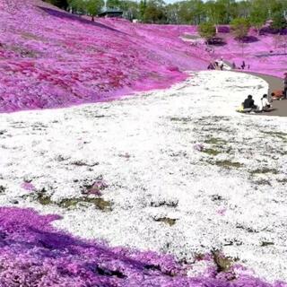 ひがしもこと芝桜公園のクチコミ写真2