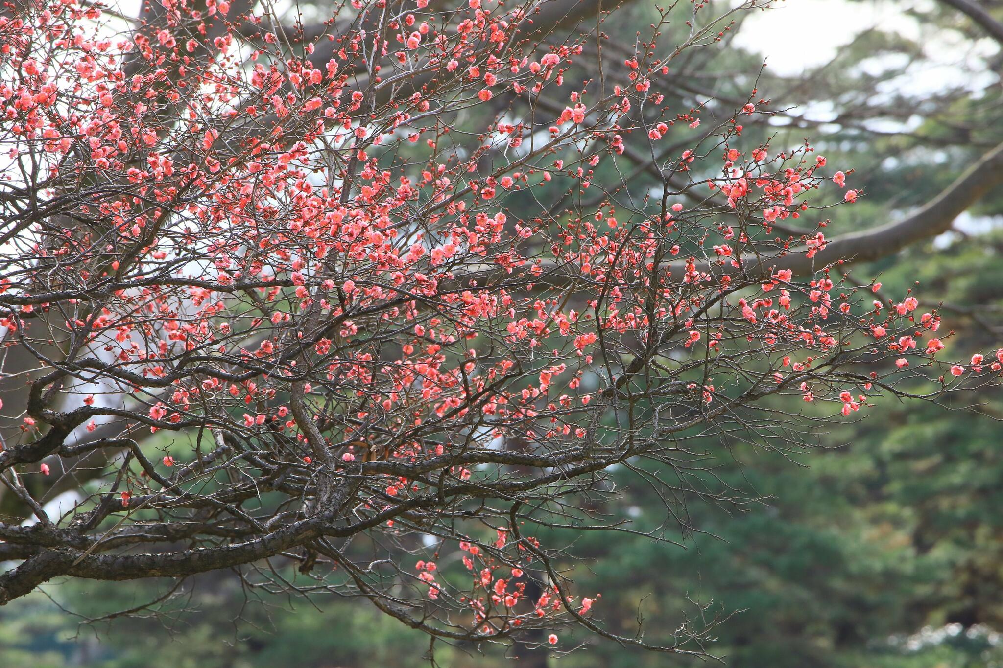 神代植物公園からのお知らせ(ウメの開花状況)に関する写真