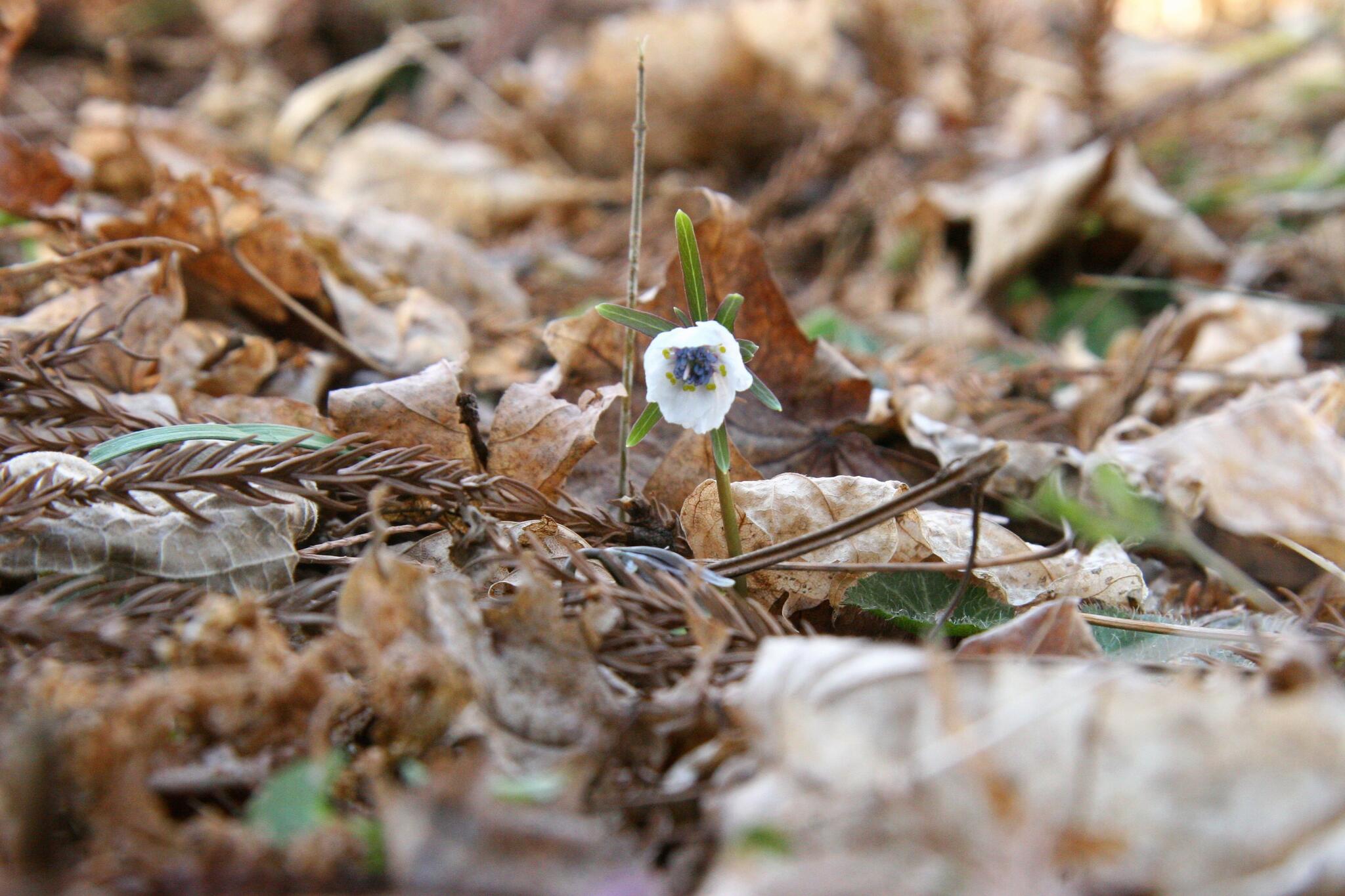 神代植物公園からのお知らせ(「セツブンソウ」が開花)に関する写真