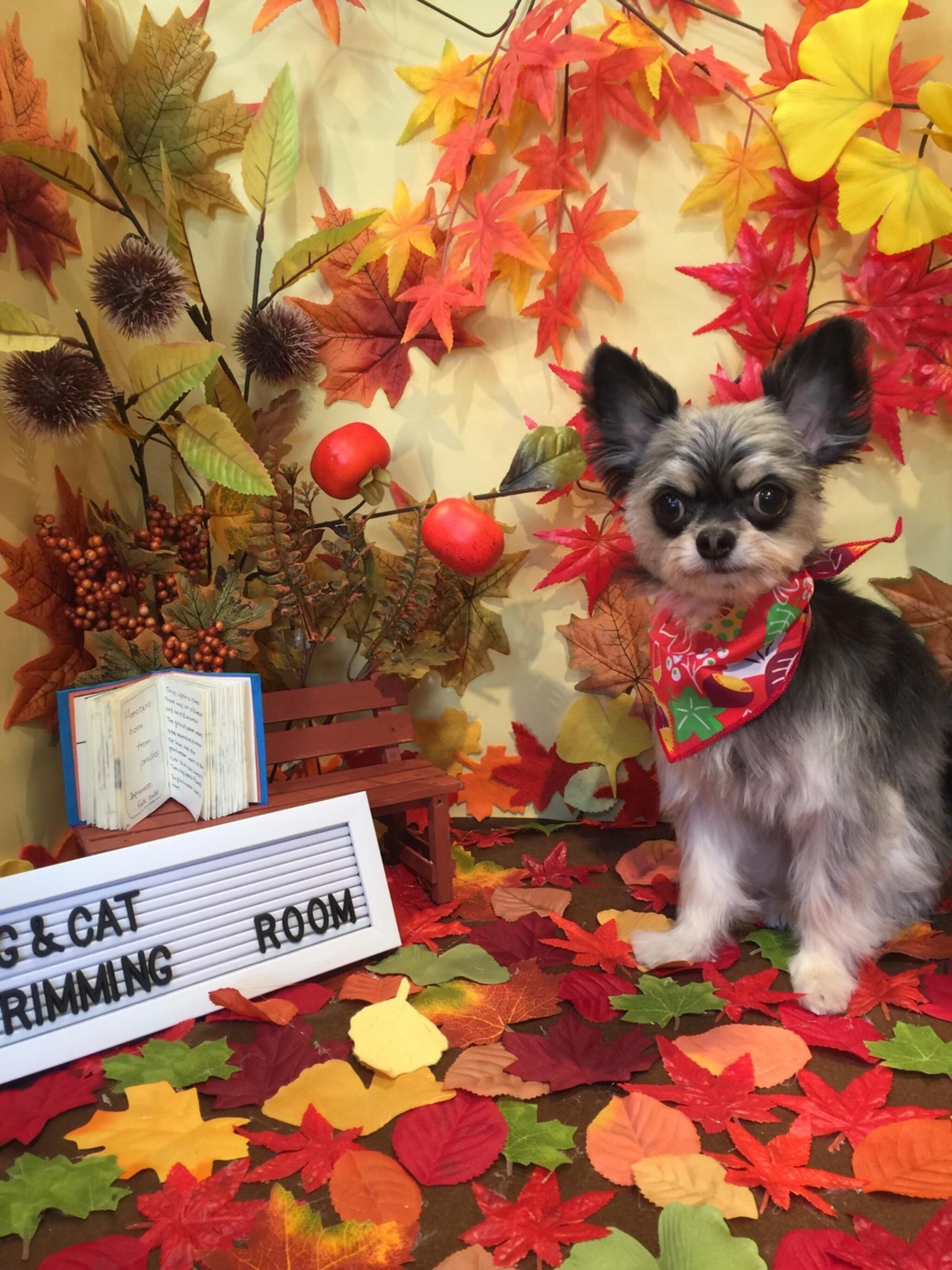 dog＆cat trimming ROOMからのお知らせ(11月のテーマ『紅葉と読書』)に関する写真