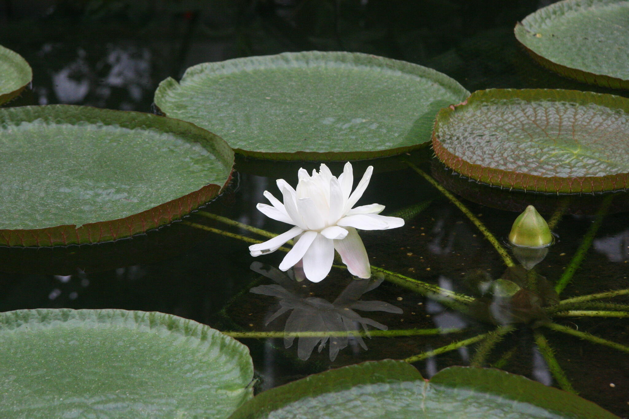 神代植物公園からのお知らせ(パラグアイオニバスが開花)に関する写真