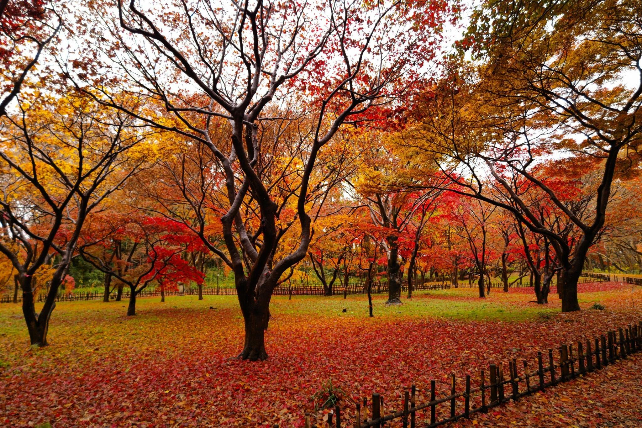 神代植物公園からのお知らせ(「みんなで選ぶ！彩り豊かな秋色フォト」Twitterにて開催中！)に関する写真
